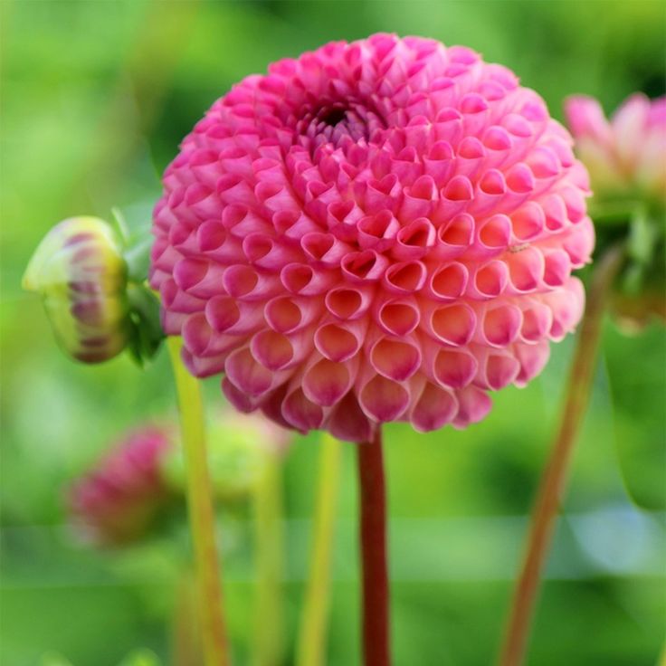 Dahlia 'Burlesca'