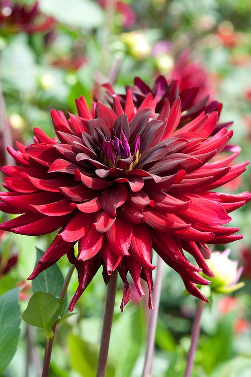Dahlia 'Chat Noir'