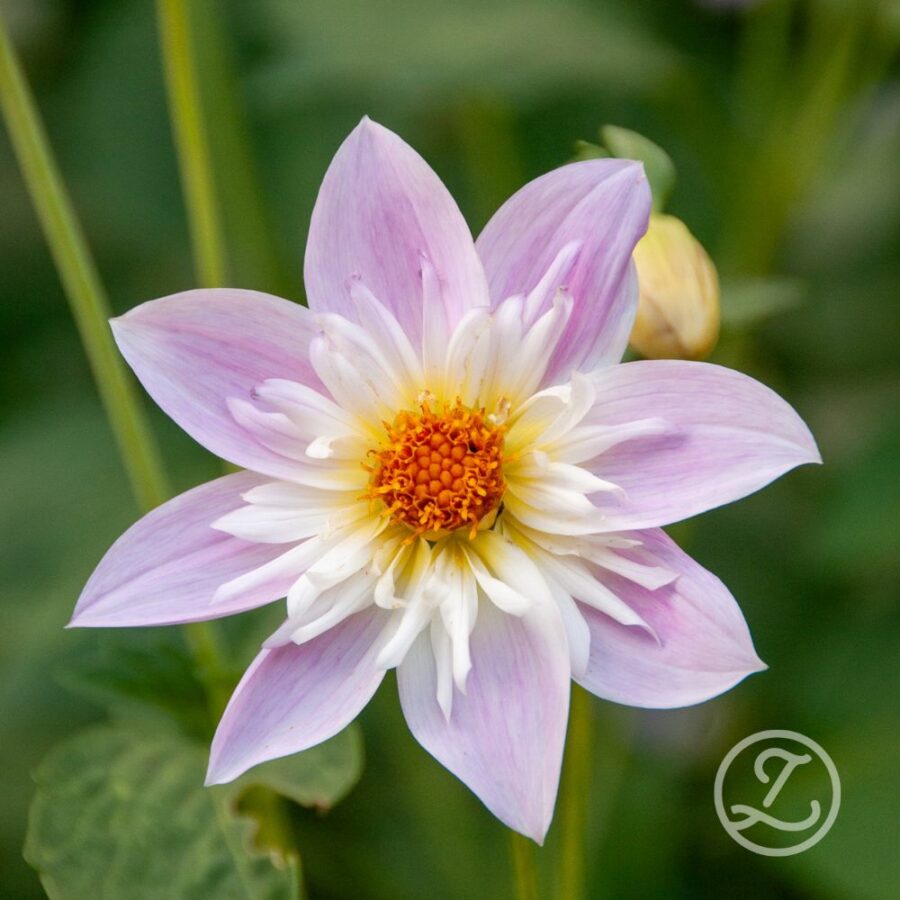 Dahlia 'Teesbrook Audrey'