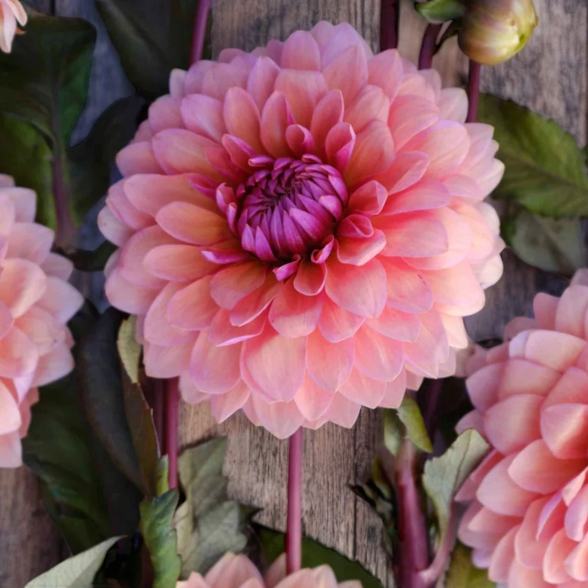 Dahlia 'Sweet sanne'