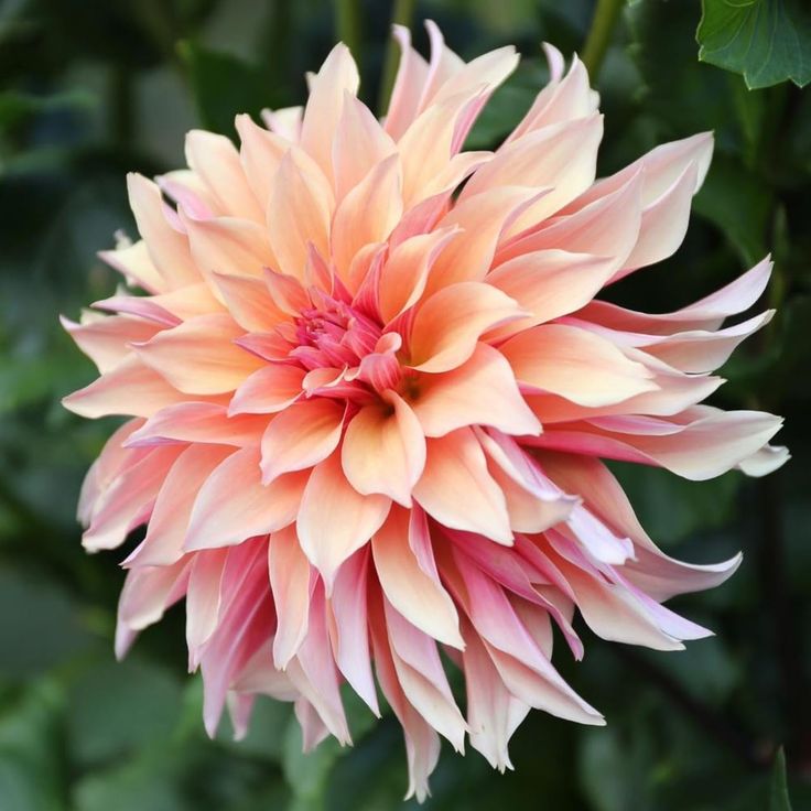 Dahlia 'Labyrinth'