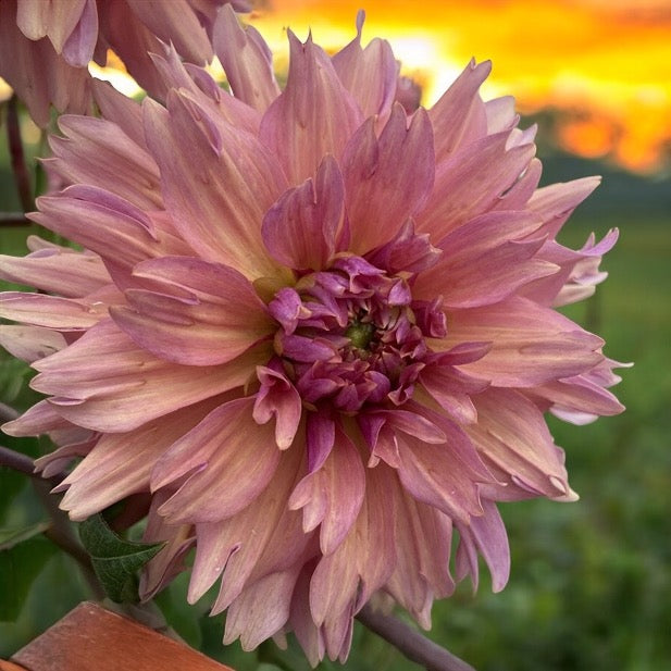 Dahlia 'La Belle Epok'