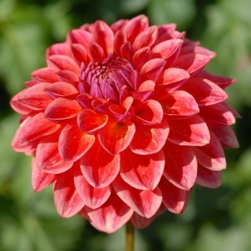 Dahlia 'All that Jazz'