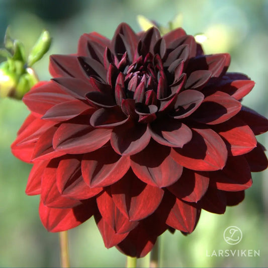 Dahlia 'Sam Hopkins'