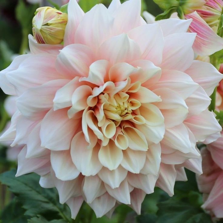 Dahlia 'Break out'