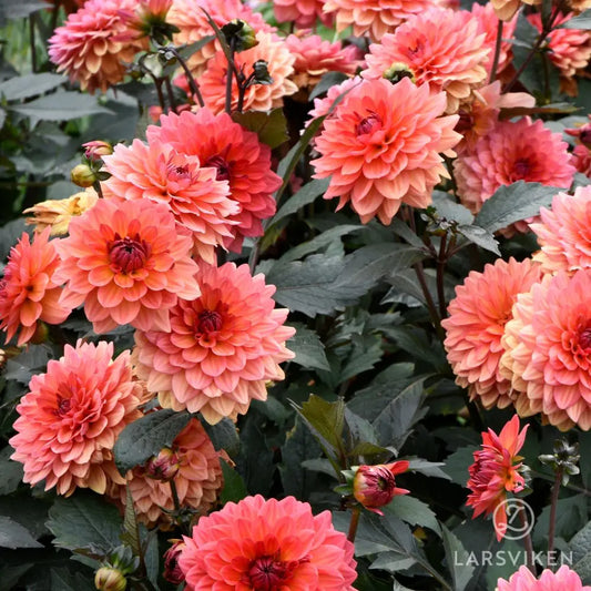 Dahlia 'All that Jazz'