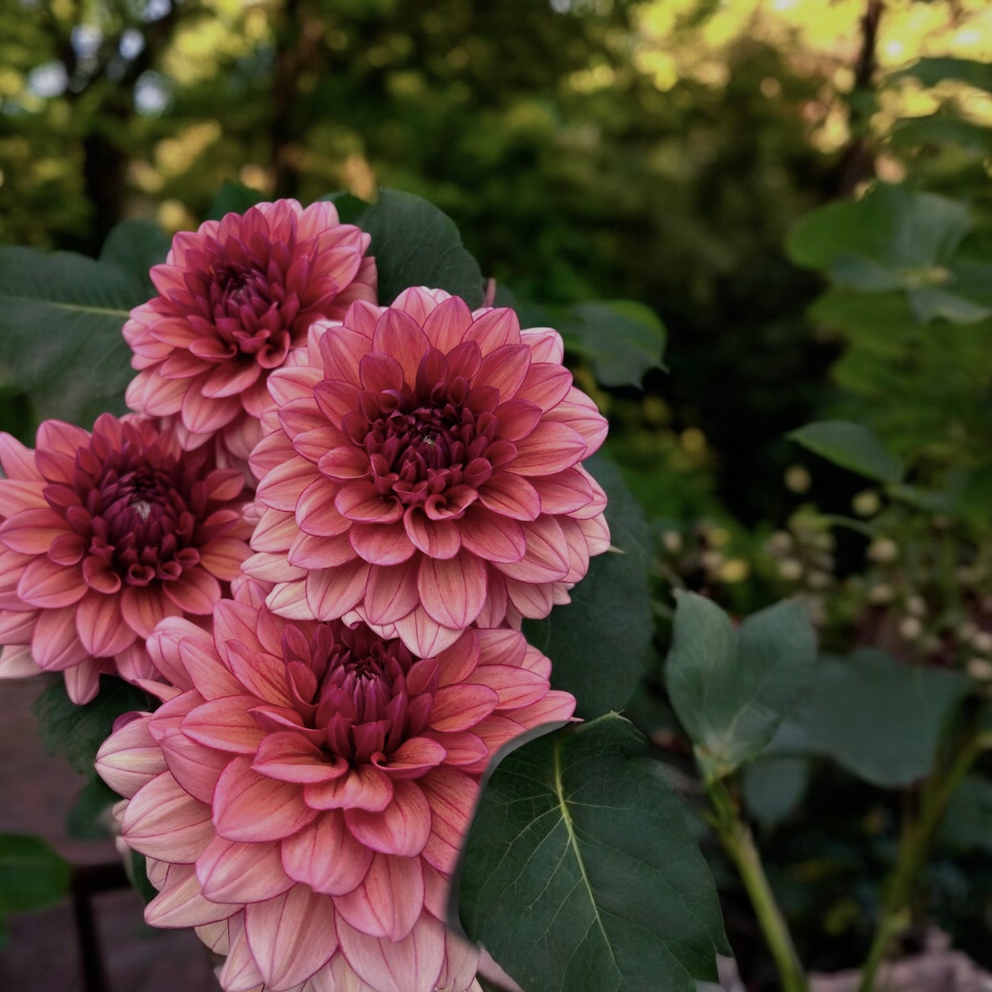 Dahlia Negroni sunset