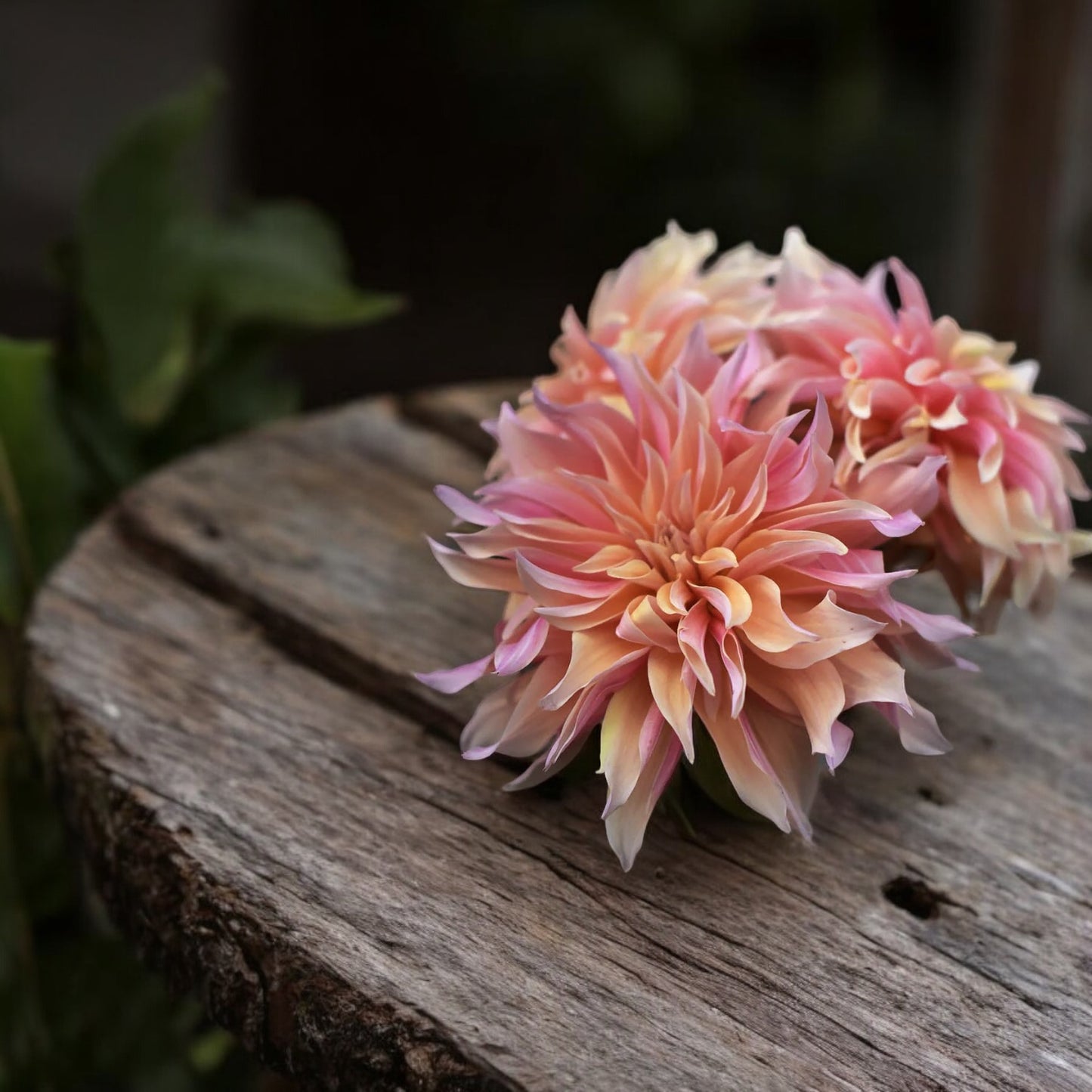 Dahlia 'Labyrinth'