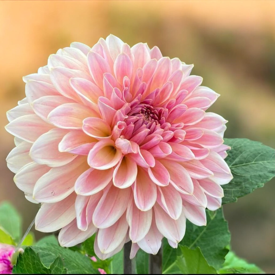 Dahlia 'Beauty queen'