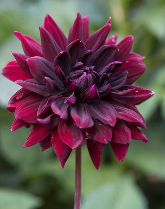 Dahlia 'Sam Hopkins'