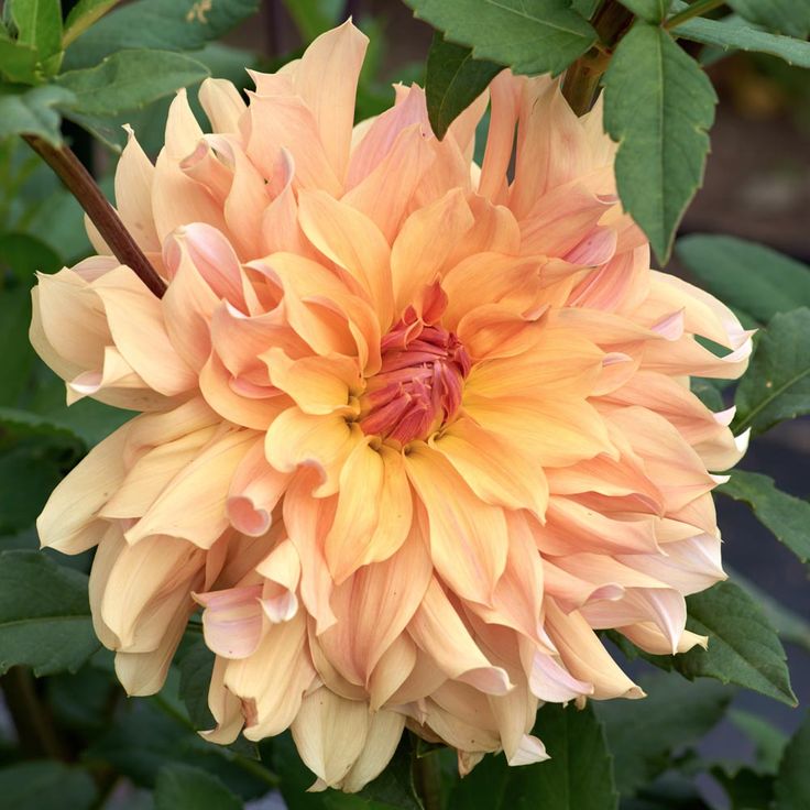 Dahlia 'Big brother'