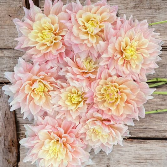 Dahlia 'Break out'