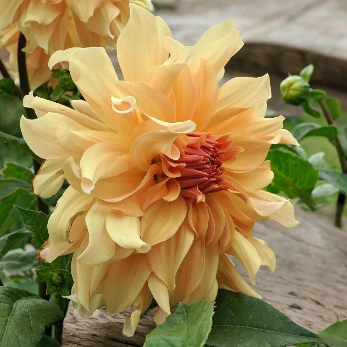 Dahlia 'Big brother'