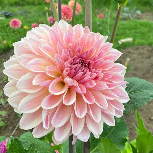 Dahlia 'Beauty queen'