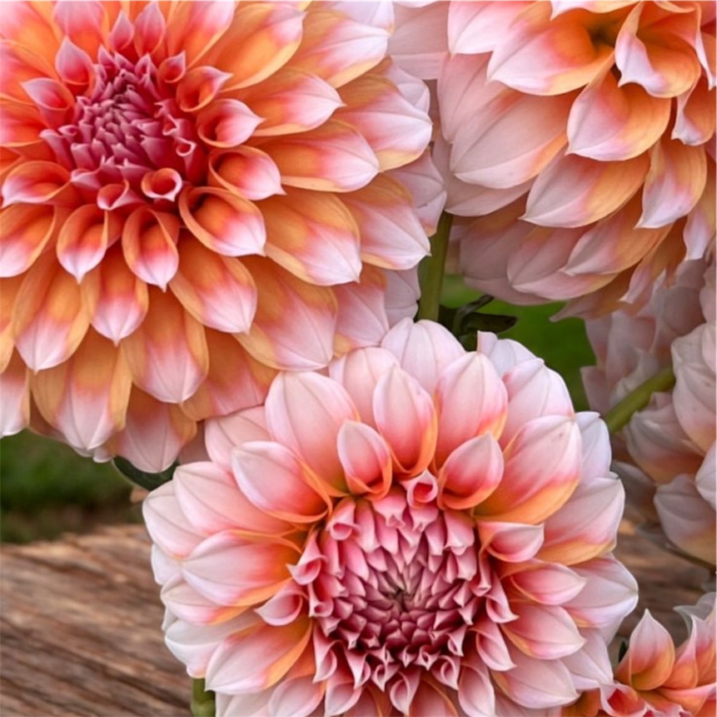 Dahlia 'Peaches'