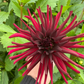 Dahlia 'Caht Noir'