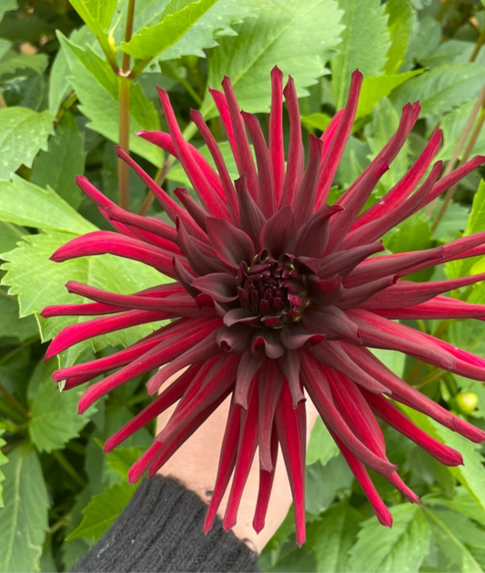 Dahlia 'Caht Noir'