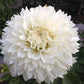 Dahlia 'Gitts attention'