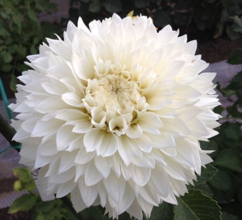 Dahlia 'Gitts attention'