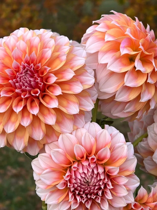 Dahlia 'Peaches'