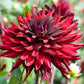 Dahlia 'Caht Noir'