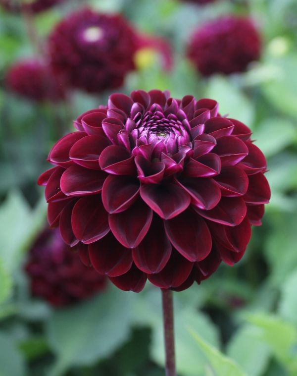 Dahlia 'Dark spirit'