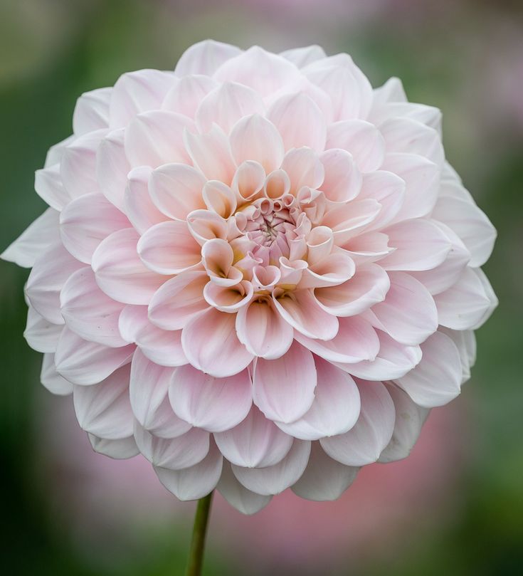 Dahlia 'Sweet Nathalie'