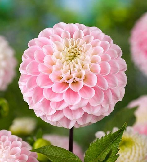 Dahlia 'Wizard of Oz'