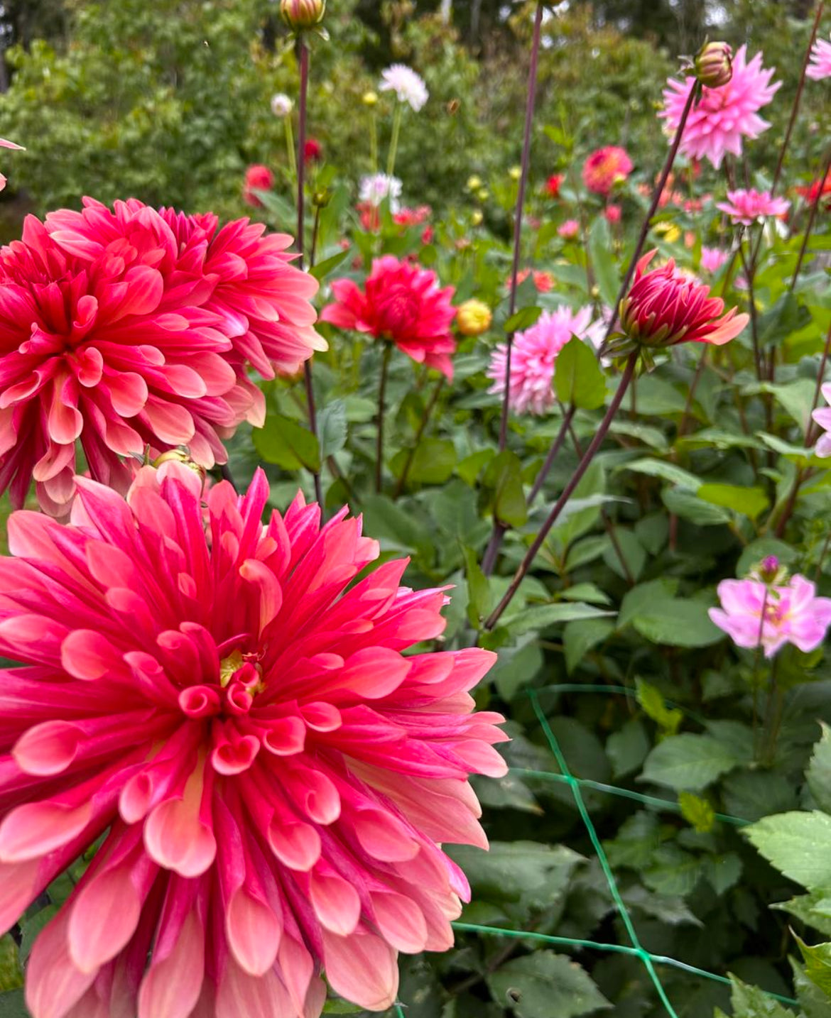 Dahlia 'Bacardi'