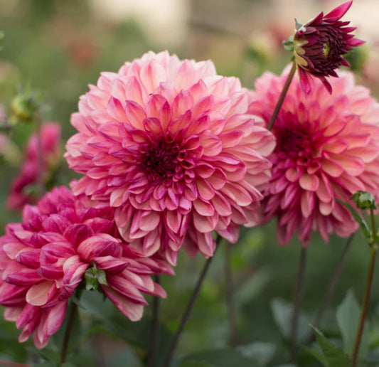 Dahlia 'Bacardi'