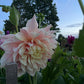 Dahlia 'Café au lait'