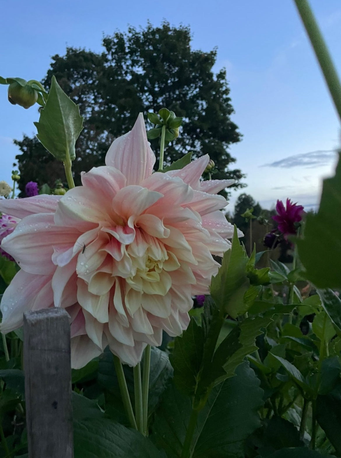 Dahlia 'Café au lait'