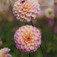 Dahlia 'Wine eyed Jill'