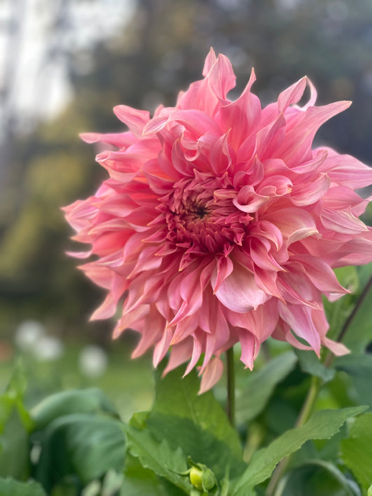 Dahlia 'Penhill Watermelon'