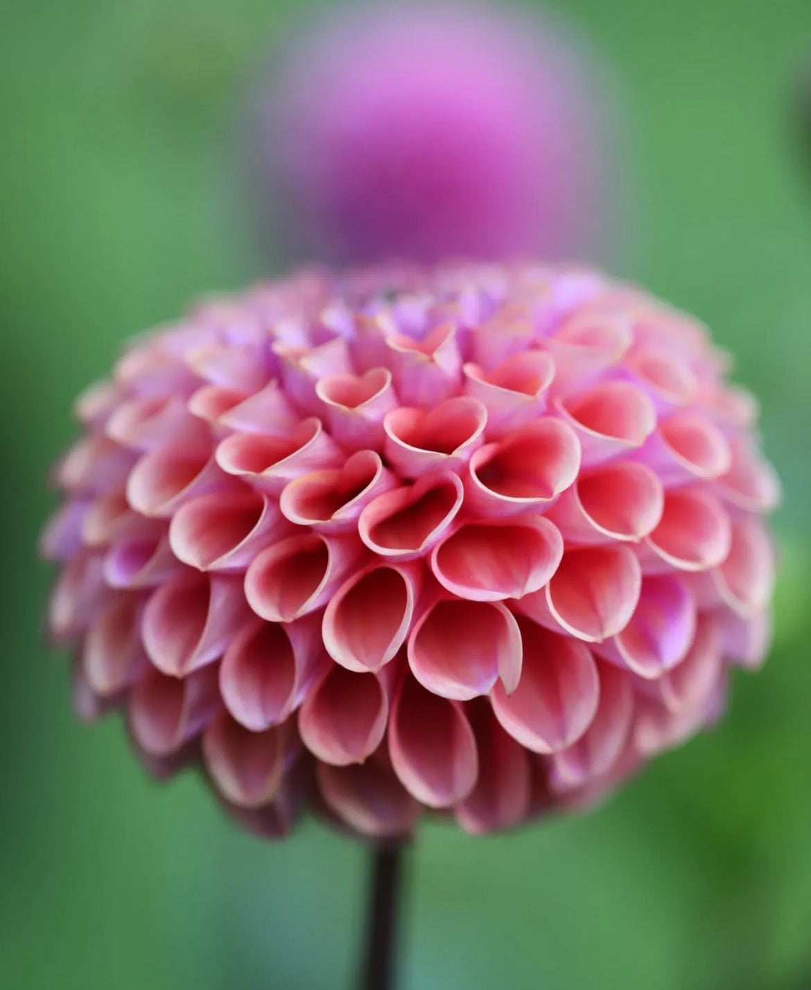 Dahlia 'Jowey Winnie'