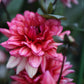 Dahlia 'Molly Raven'