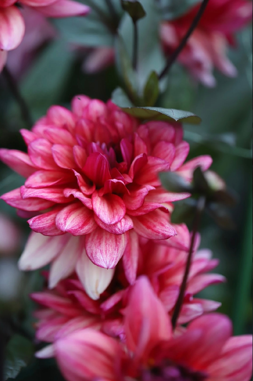 Dahlia 'Molly Raven'