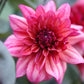 Dahlia 'Molly Raven'