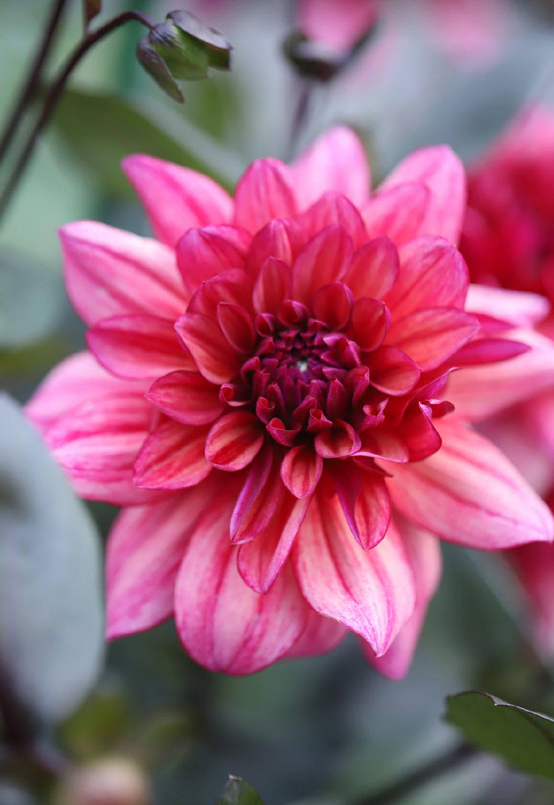 Dahlia 'Molly Raven'