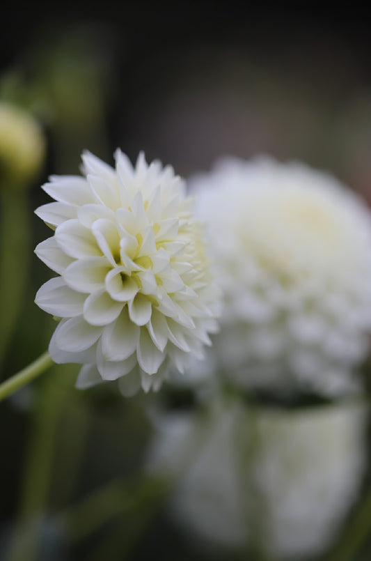 Dahlia 'Petra´s Wedding'