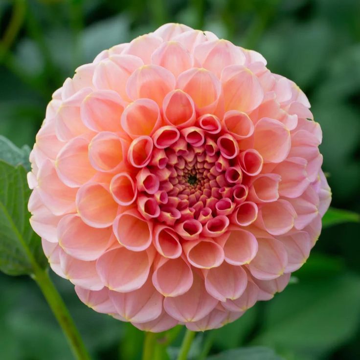 Dahlia 'Coral charm'