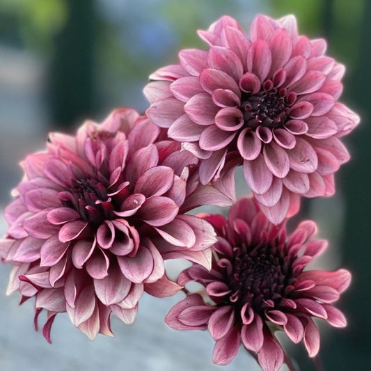 Dahlia 'Night silence'