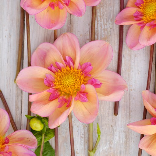 Dahlia 'Campus' nyhet 2025!