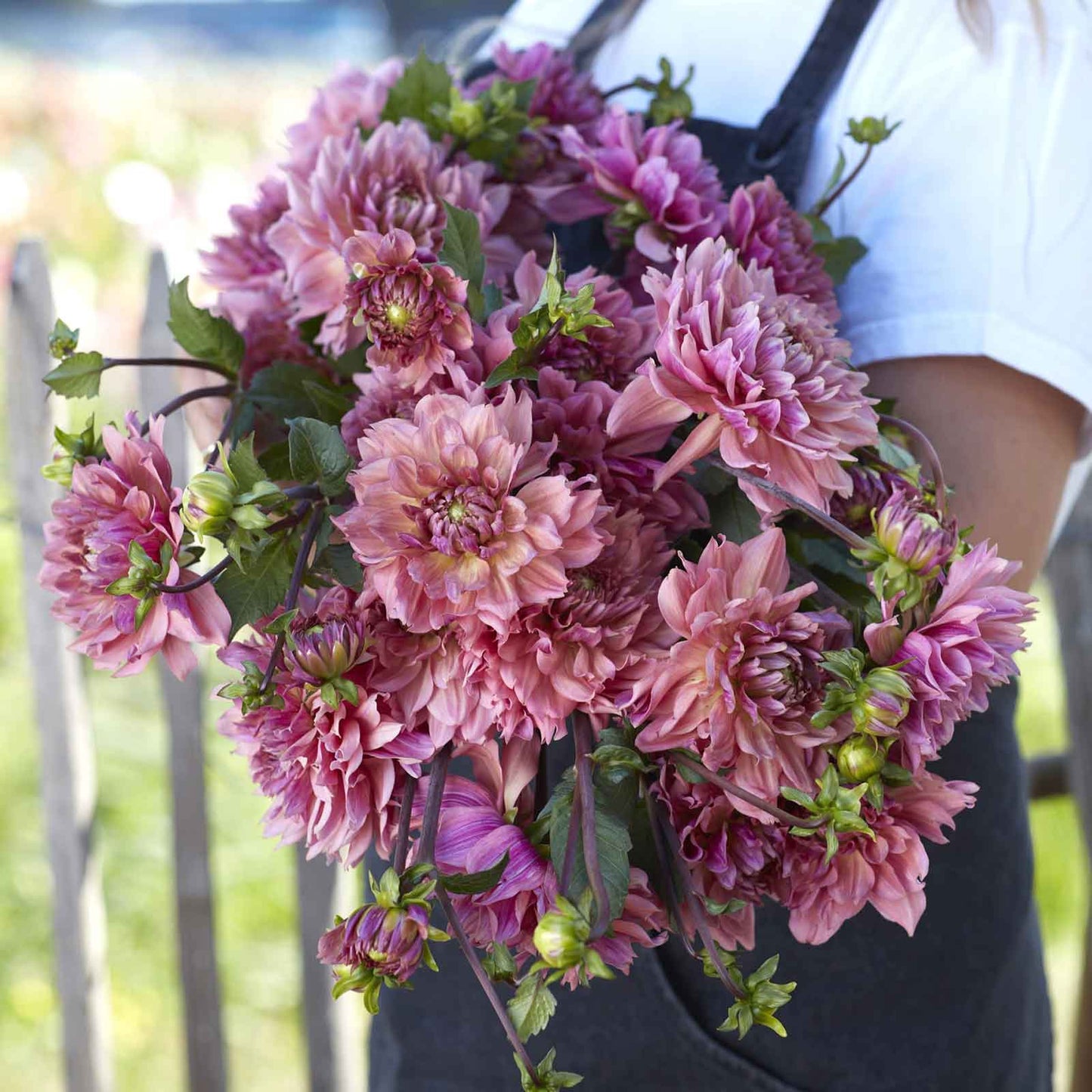 Dahlia 'La Belle Epok'